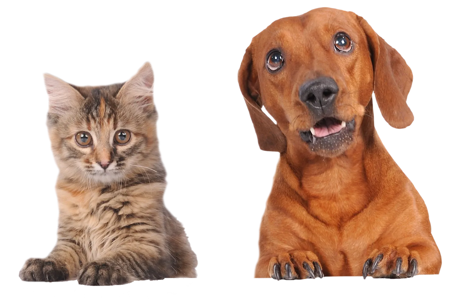Cat and Dog on White Background