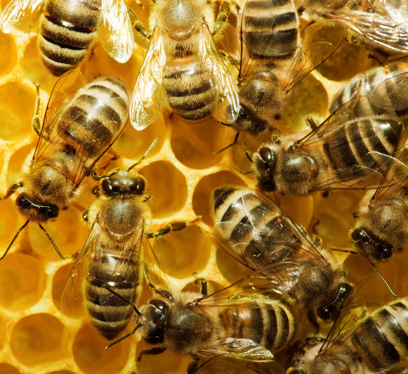 Honey Bees on Honeycomb