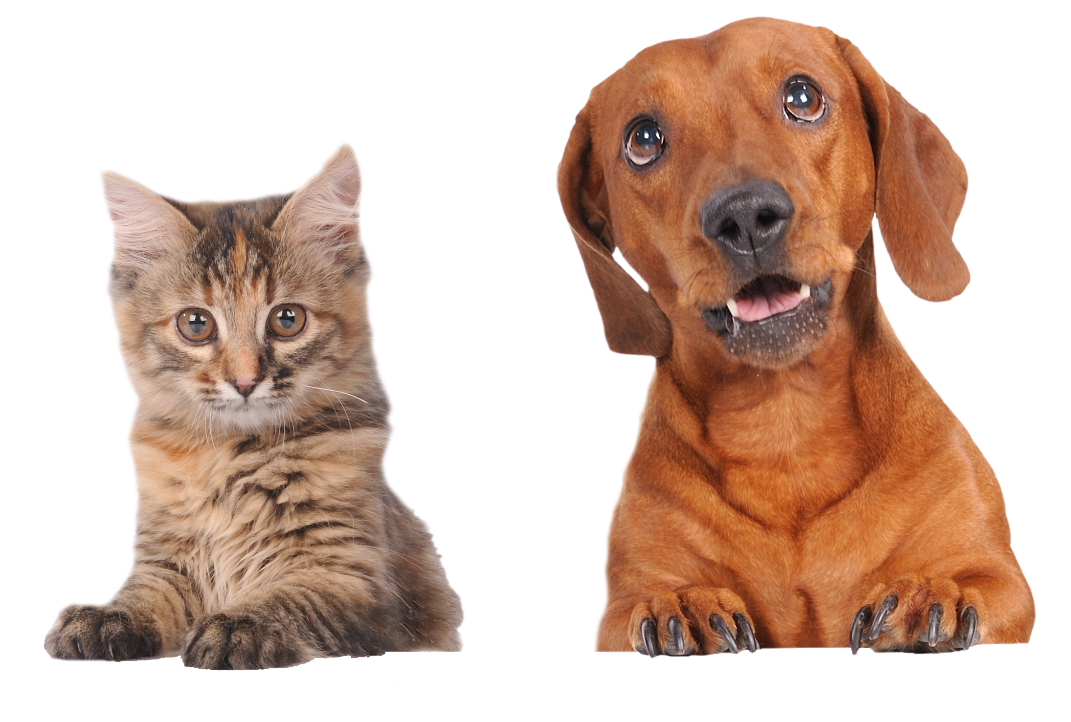 Brown Cat and Brown Dog