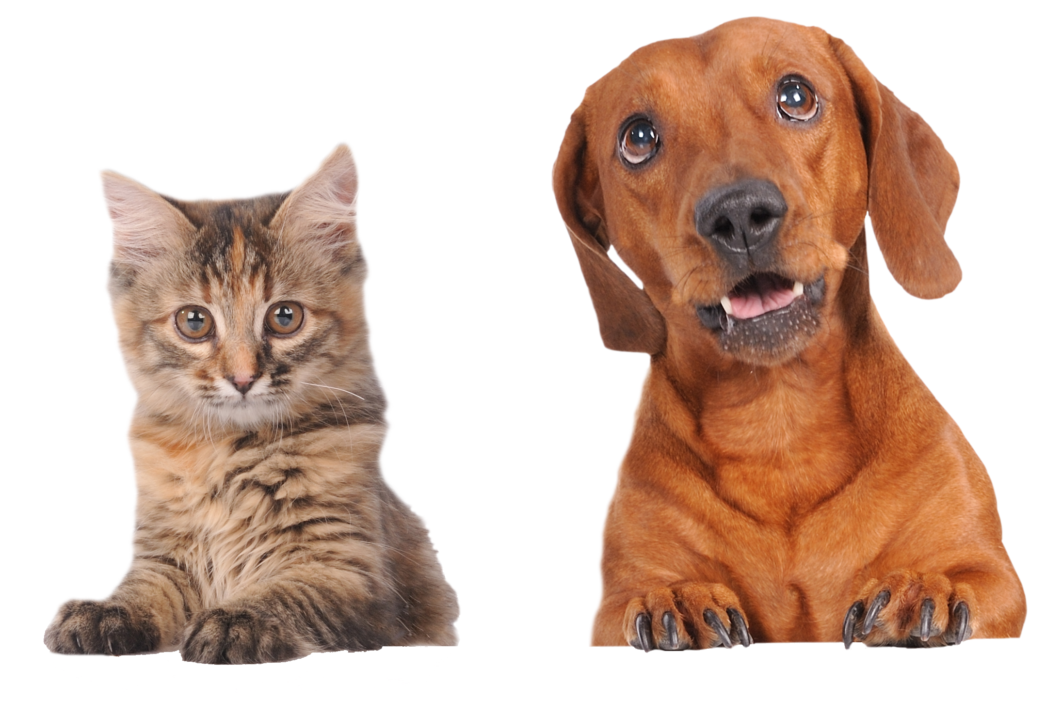 Cat and Dog on White Background